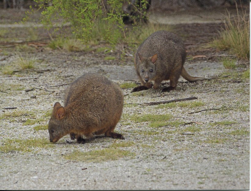 Tasmanian Pademelon or Rufous-bellied Pademelon
